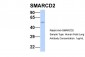 SMARCD2 antibody - middle region